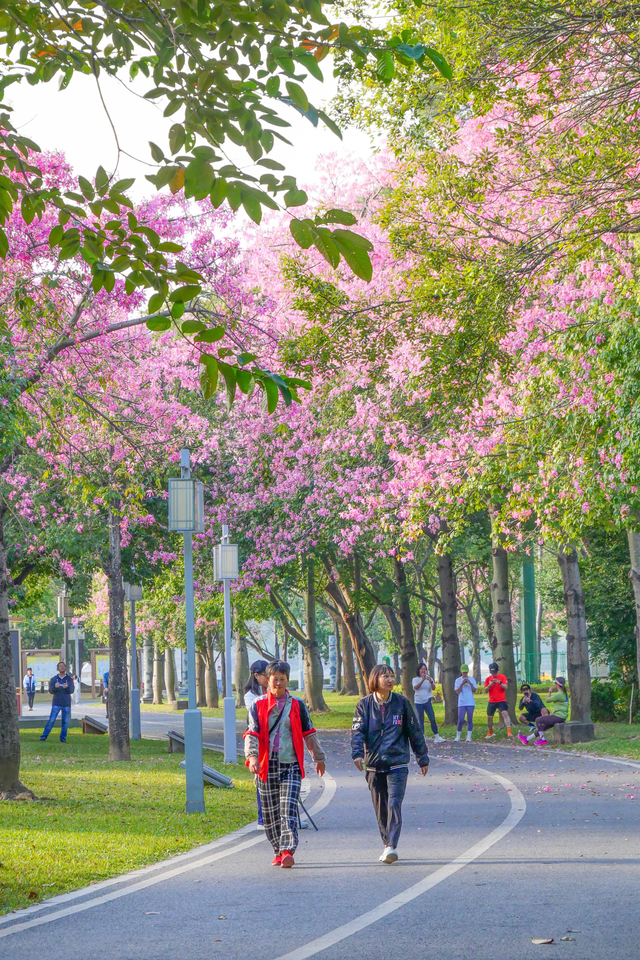 图集 | 来顺峰山公园邂逅一场粉色浪漫！