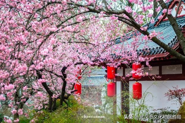 今天开园，东湖樱花园最新实拍！