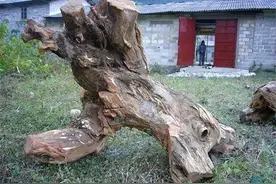 云南发现2000年古树，“遇水即沉，刀枪不入”，专挑“石缝”生长图片