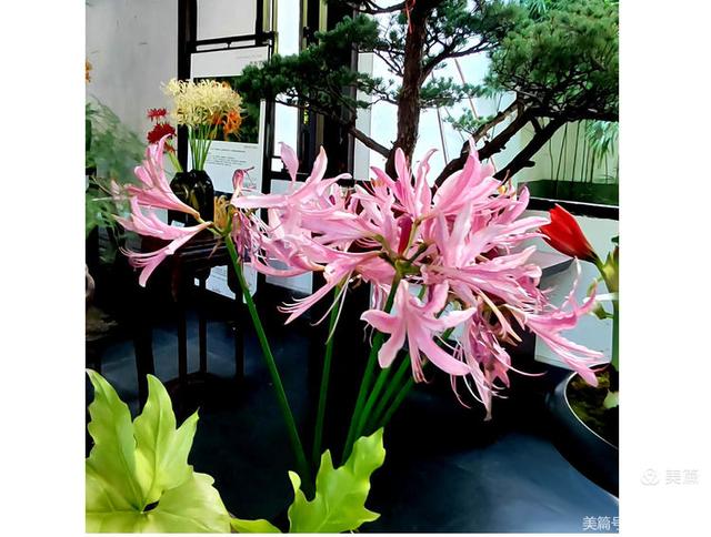 游西湖：杭州植物园之石蒜花展