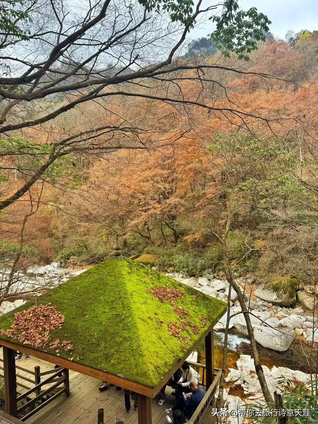 光雾山秋色斑斓,迎来23届光雾山国际红叶节