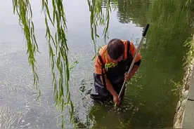跳入东湖捞起游客手机，环卫工：没什么，我是景区打捞队队长图片