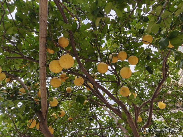 武汉十二月——一月一帧藏走过2025的四季光影