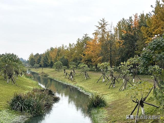 成都市区最大银杏林，金黄如海超壮观，不要门票，地铁公交直达！