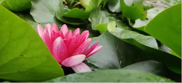 鹿泉：夏日雨后，公园里藏不住的花语
