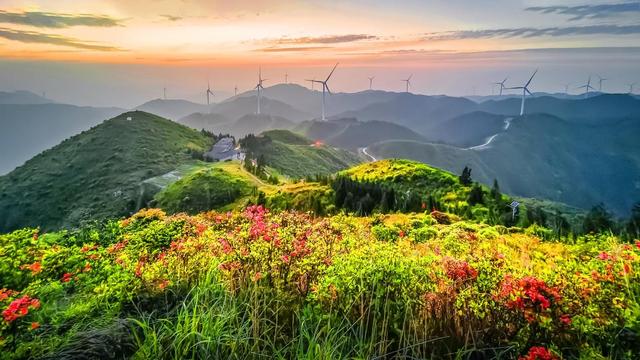 江西永丰：八树银杏的红色印记