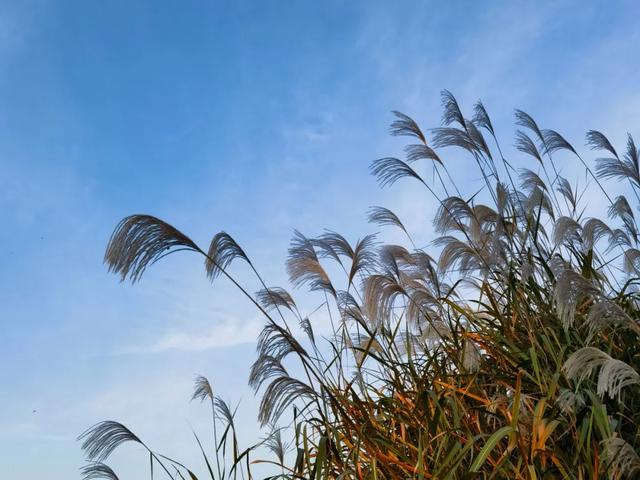 霜染秋深,向暖而行