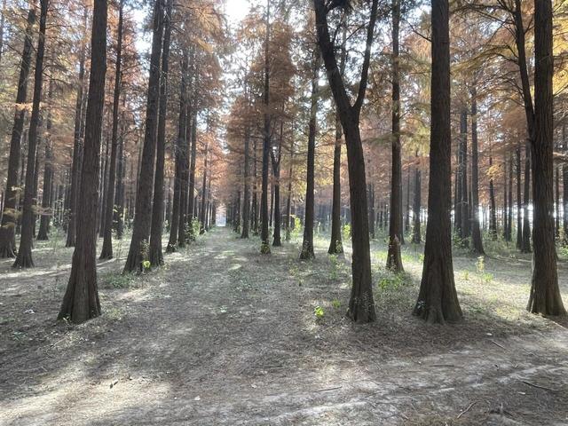 骑游来安半塔釜山水库池杉林生态园攻略