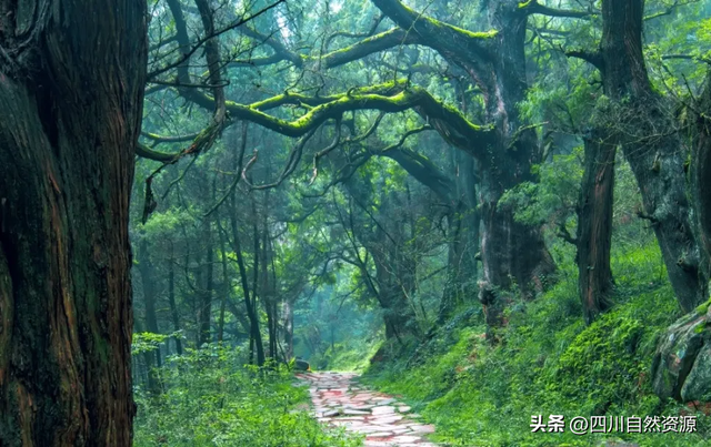 省地调院实景三维赋能文化遗产保护之广元翠云廊的“数字焕新”