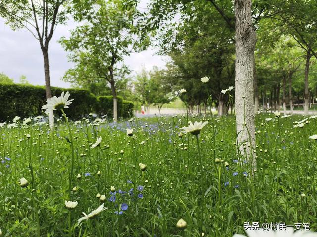 公园绿树成荫,路边花草芬芳,行人休闲漫步,享受快乐时光