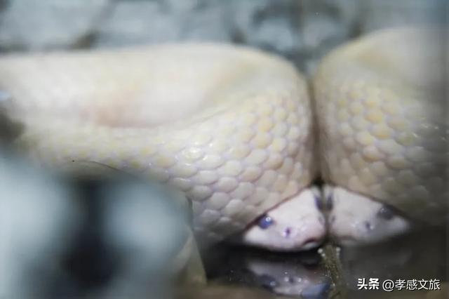 摸爬宠、探魔法，孝感这个一站式遛娃新地标诞生！