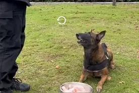 汪汪队立大功！警犬找回99岁老人被奖一盆鸡腿图片