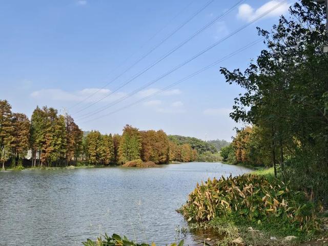 不想人挤人？番禺这些落羽杉小众观景点美成童话！