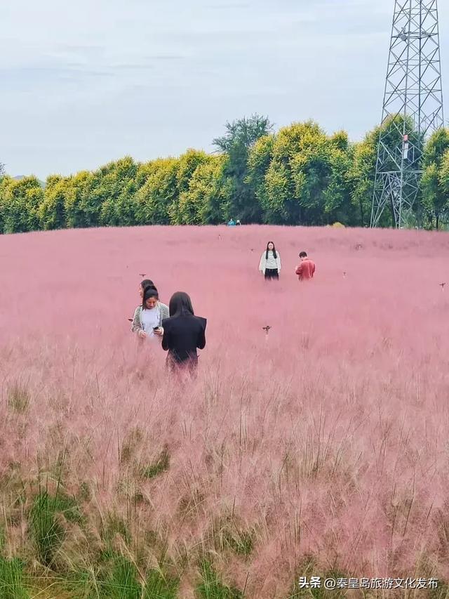 免费观赏！秦皇岛这两片花海已到最佳观赏期，实拍美翻啦~