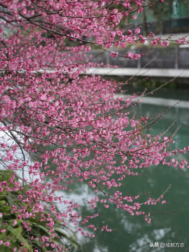 成都这波“梅”景太出片，错过再等一年~