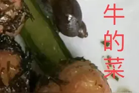 上海奉贤世外学校食堂吃到蜗牛、食材发霉？区市场局：决定立案调查图片