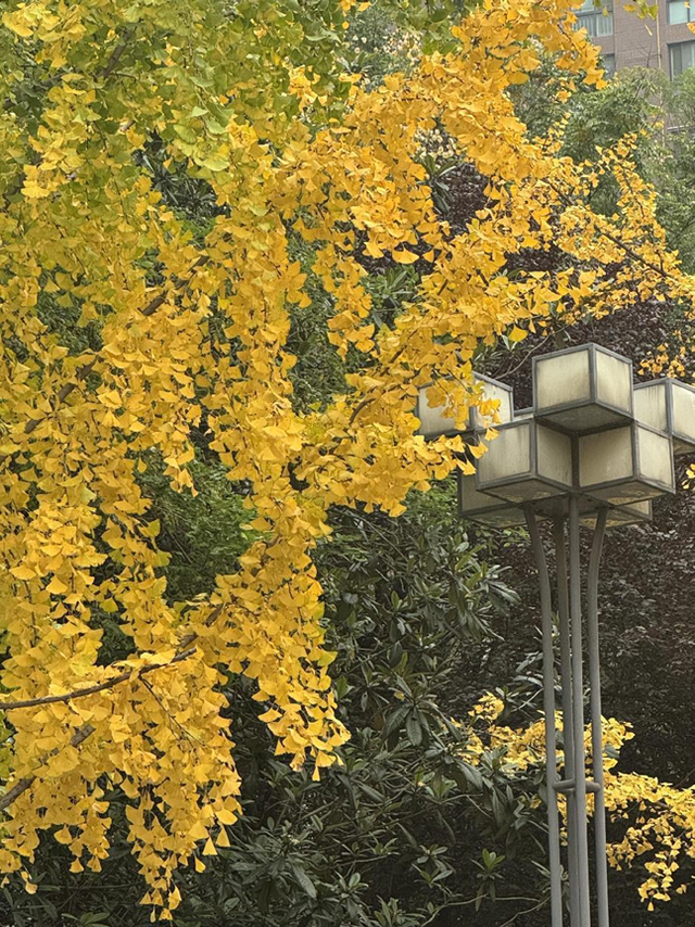 满城尽带“黄金甲”来高新区邂逅“银杏的幸福时光”