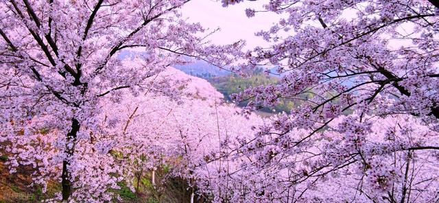 正花期！安徽万亩樱花万亩野生玉兰花，这两地没门票，正好两日游