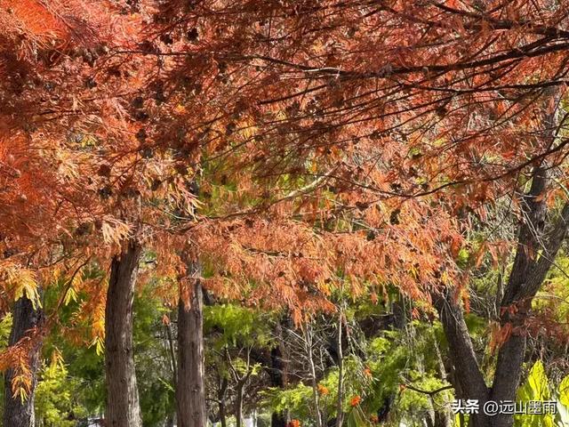 随走呈贡大学城，逛梁王湖、转小土林，感受多彩的秋冬世界，休闲