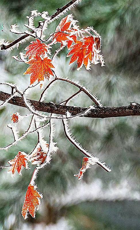 初雪的四方山：雾凇遍野 琼枝满山