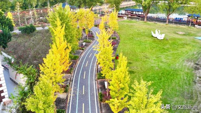 红枫公路、孤独的树......新洲这波秋日「隐藏款」，你知道几个？