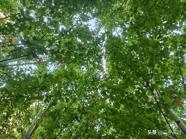 无为在歧路，国庆游淄博1