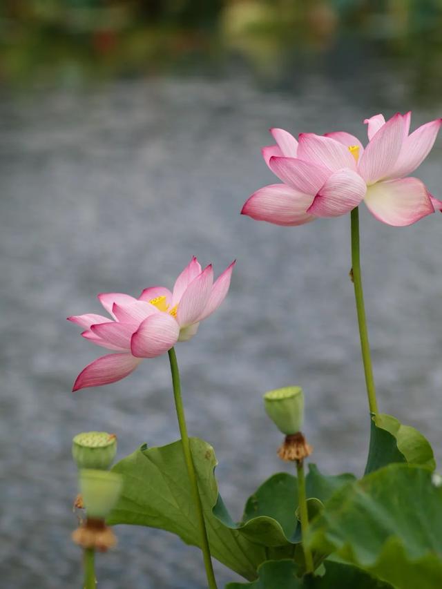 大理周边游｜解锁夏日限定“荷”颜悦色