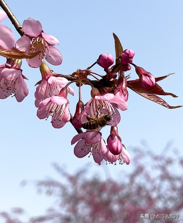 成都最大规模冬樱花开了，1000多株，惊艳壮观，免费，地铁直达！
