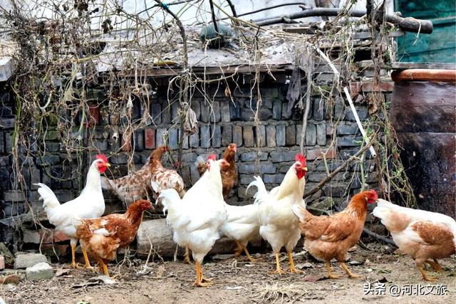 李子柒式的诗意栖居，赞皇也有！