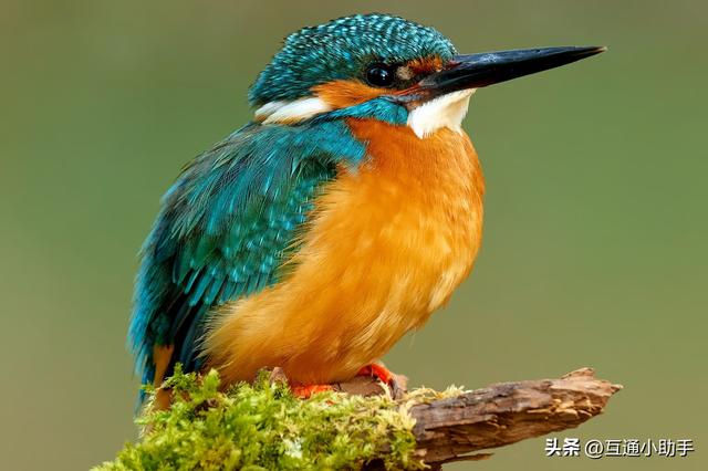 尼康500mm f/5.6E PF镜头评测：轻量化设计与卓越的超远摄镜头