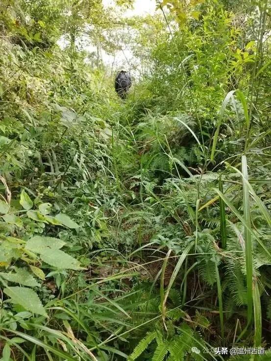 温州这条有着神奇传说、沉寂已久的千年古道,你可去过?