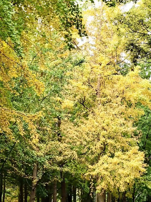 10月再见，11月你好！昆明闹市区的银杏林黄了