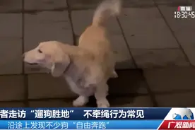 路上七八条狗没牵绳！记者走访又听到“我家狗不咬人”图片