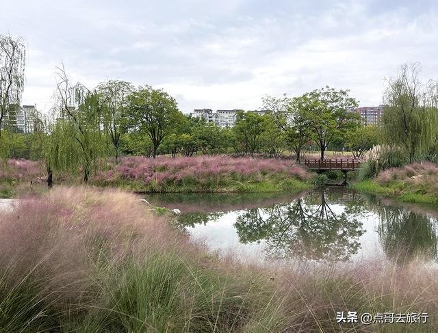成都双流被低估景区，枫叶惊艳恍若到了川西，不要门票，公交直达