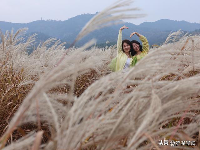 豫客纷至安陆，共赏银杏芦花绘初冬