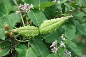 萝藦的突出特点，可以了解一下图片