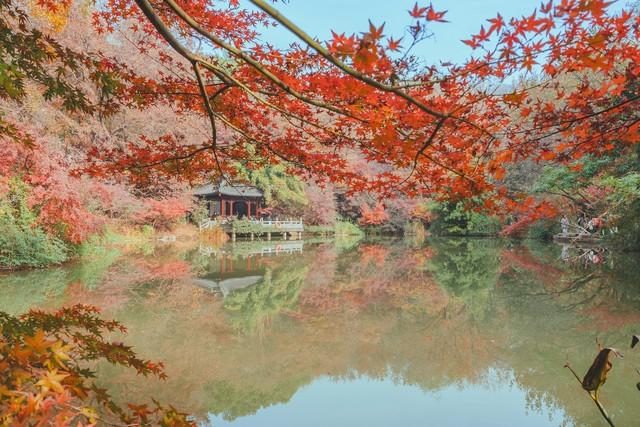 栖霞山强烈预警：赶在降温前快来打卡，红枫最佳观赏期别错过！