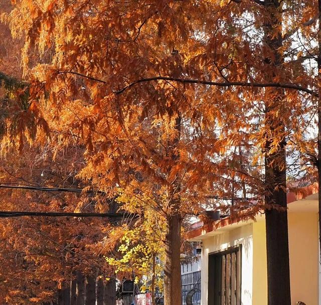 临沂秋日免费打卡全攻略 | 这10个宝藏地遛娃拍照绝了！