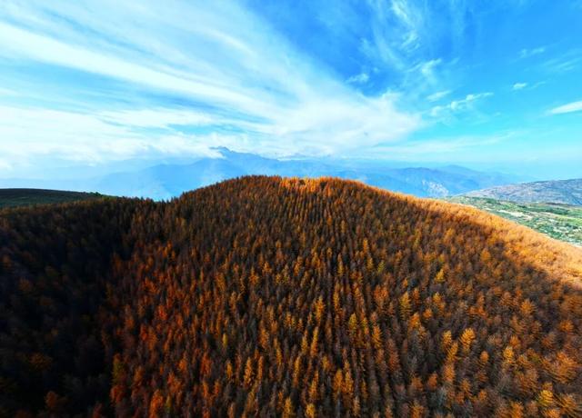 毛羽山，万亩松林鎏金。