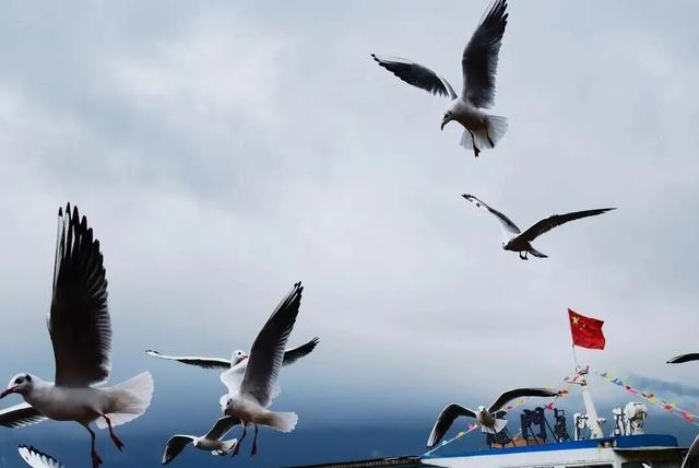 观鸥更方便！全新移动服务“神器”来了！