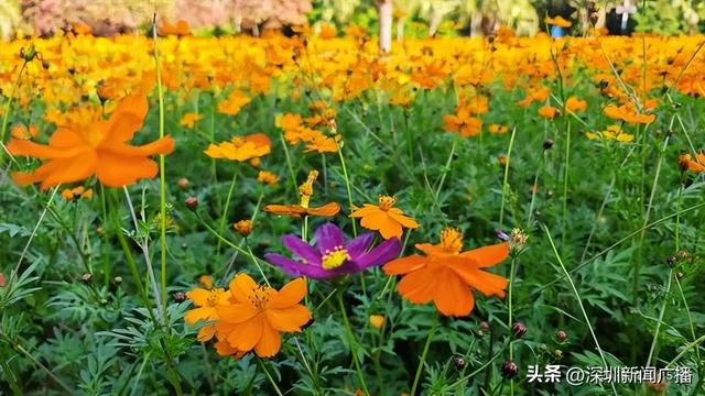 免费开放！持续21天！2025东湖公园菊花赏来啦~