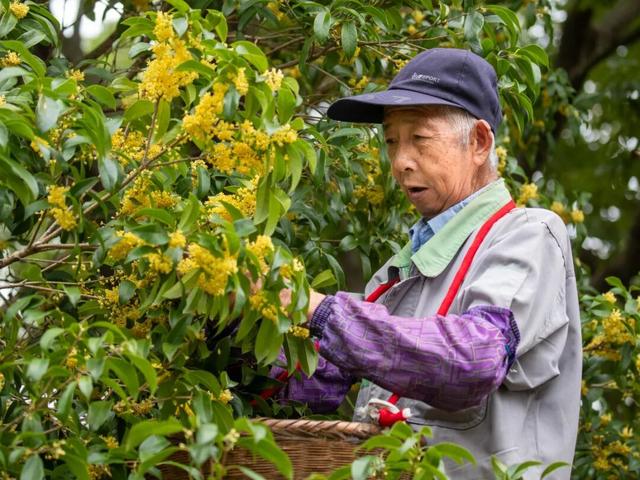 香！吴中今年“第一桂”开了