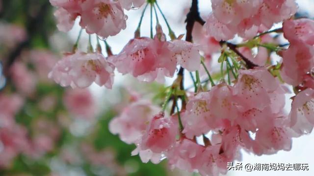 第一波樱花已盛放！带娃冲这里，市中心藏着粉色浪漫