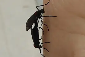 韩国首尔“爱情虫”爆发，民众崩溃：每天都像在拍恐怖片！专家最新回应图片