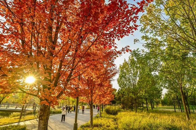 藏不住了！北京通州这条4.4公里“红叶大道”，美到封神~