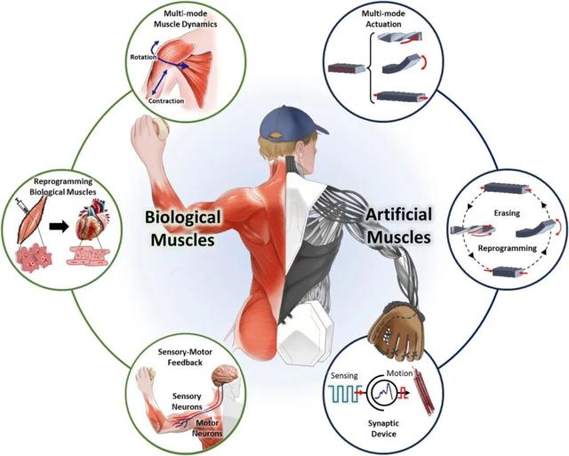 追问daily|认知训练能让大脑变大吗？AI越智能越自私？