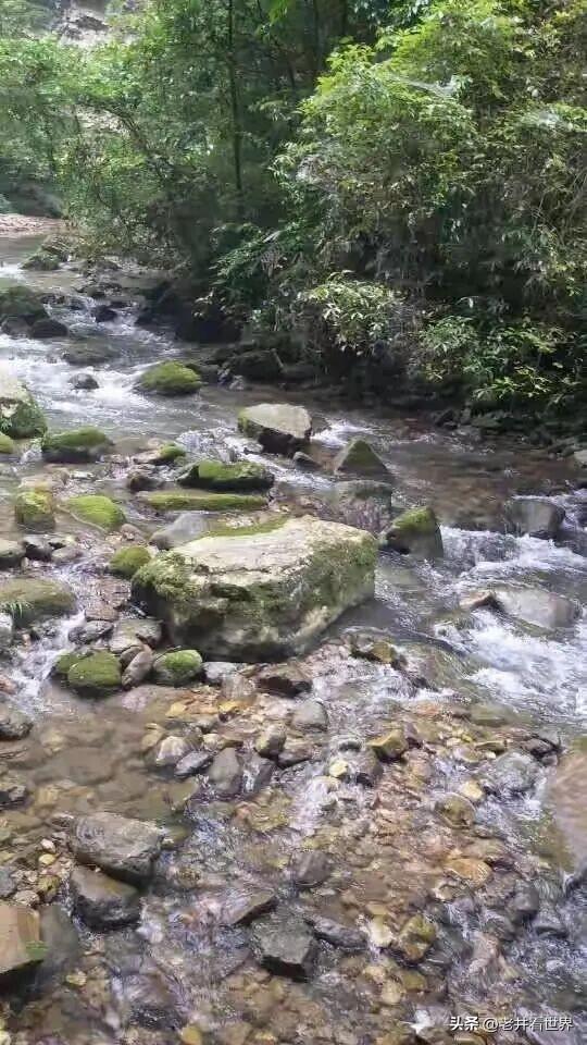 年轻的张家界 || 胡成江