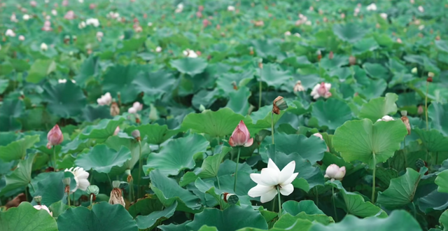 菏泽古装旅拍天花板｜赴千年之约，这几个宝藏地随手出大片