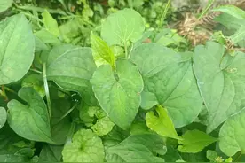 别再乱吃消炎药了，这种天然的“消炎草”，在路边就有，很多人找图片
