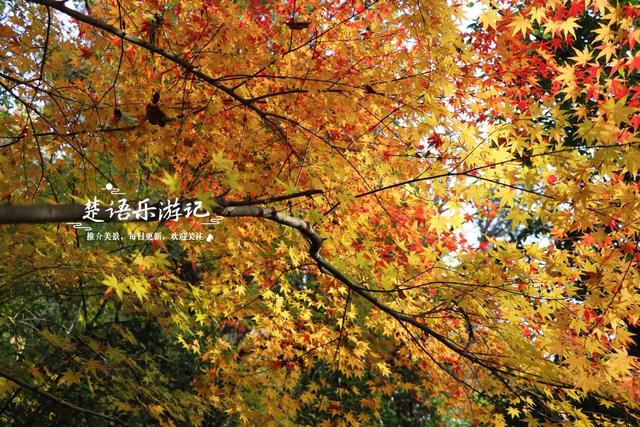 浙江绍兴这片风景真的太美了，五彩枫树犹如天然油画，拍照太出片
